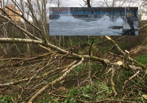 Lodos ağaçları devirdi