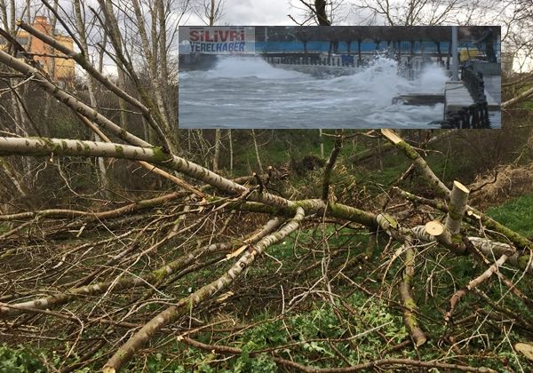 Lodos ağaçları devirdi