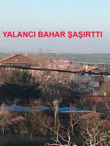 SİLİVRİ ‘DE YALANCI BAHAR YAŞANIYOR