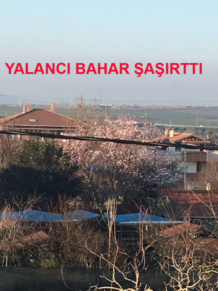 SİLİVRİ ‘DE YALANCI BAHAR YAŞANIYOR