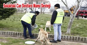 Sokaktaki Can Dostlara Mama Desteği