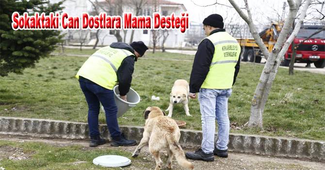 Sokaktaki Can Dostlara Mama Desteği