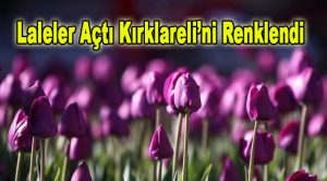 Laleler Açtı Kırklareli’ni Renklendi