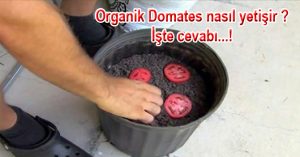 Organik Domates nasıl yetişir ? İşte cevabı…!