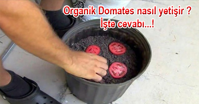 Organik Domates nasıl yetişir ? İşte cevabı…!