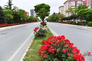 Beylikdüzü,güllerle bezendi