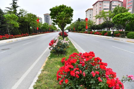 Beylikdüzü,güllerle bezendi
