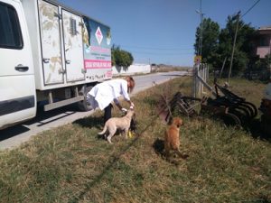 Çatalca Belediyesi Can Dostlarımız Hayvanların Yanında Olmaya Devam Ediyor