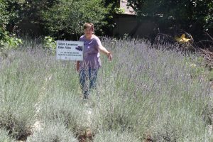 SİLİVRİLİ ÜRETİCİLER LAVANTA HASATINA HAZIRLANIYOR