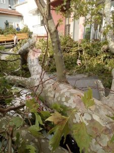 400 yıllık Çınar çıkan fırtınada devrildi