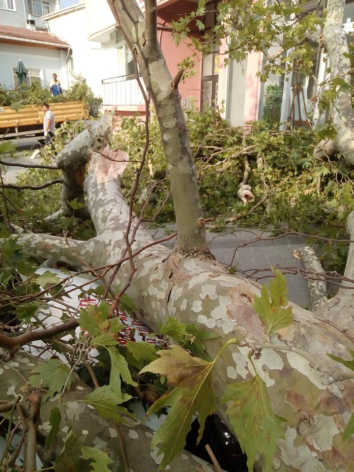 400 yıllık Çınar çıkan fırtınada devrildi