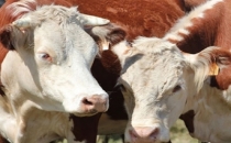 KURBANLIK FİYATLARI BELLİ OLDU!