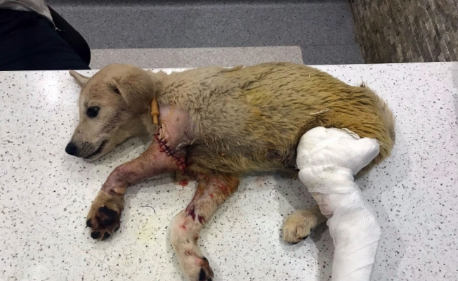 Yavru köpeği tüfekle vuran şahıs yakalandı