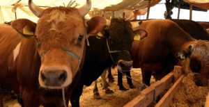 ESENYURT KURBAN BAYRAMINA HAZIR