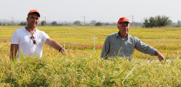 YERLİ VE MİLLİ ÇELTİK TOHUMLARI GÖRÜCÜYE ÇIKTI