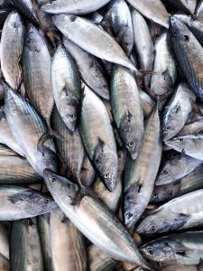 Tekirdağlı Balıkçılar Karadeniz’de Tonlarca Palamut Yakaladı