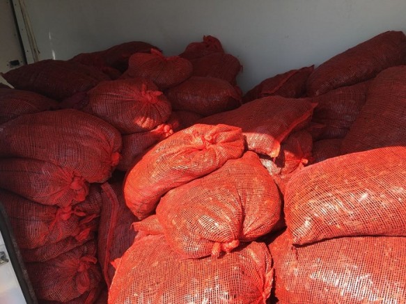 Silivri’de kaçak 2 ton 900 kg midye yakalandı.