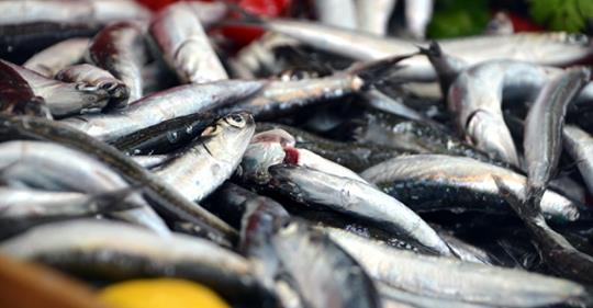 Hamsi iki ayda 1,6 milyon dolar kazandırdı