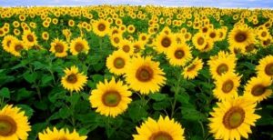 AY ÇİÇEĞİ ÜRETİCİSİNE 2 MİLYON LİRA DESTEK