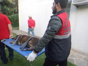 SEVİMLİ DOSTLARIMIZ SAĞLIĞINA KAVUŞUYOR