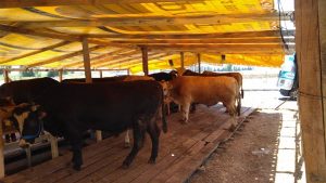 Kurbanlıklar Silivri’ye de geldi