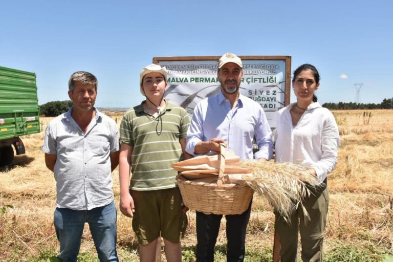 BAŞKAN YILMAZ SİYEZ BUĞDAYI HASADINA KATILDI