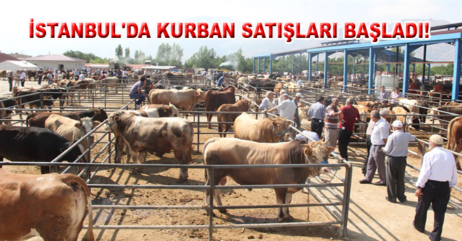 İSTANBUL’DA KURBAN SATIŞLARI BAŞLADI!