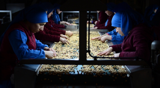 FİSKOBİRLİK fındık alım sezonunu açtı