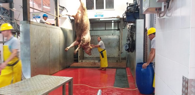 KURBAN KESİM ELEMANLARI BAYRAMA HAZIR