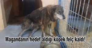 Magandanın hedef aldığı köpek felç kaldı!