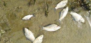 BİNLERCE ÖLÜ BALIK KIYIYA VURDU