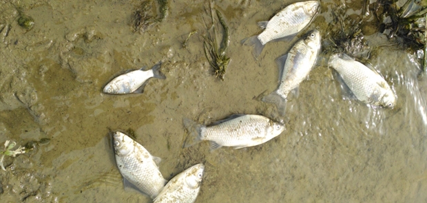 BİNLERCE ÖLÜ BALIK KIYIYA VURDU