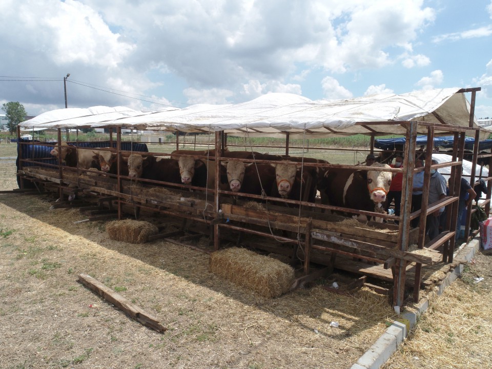 SİLİVRİ KURBAN BAYRAMI’NA HAZIR