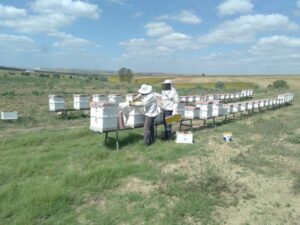 SİLİVRİ BELEDİYESİ 450 KİLO DOĞAL BAL ÜRETTİ