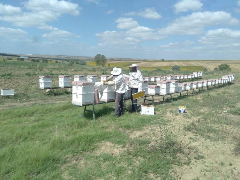 SİLİVRİ BELEDİYESİ 450 KİLO DOĞAL BAL ÜRETTİ