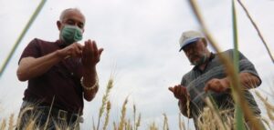 ÇİFTÇİLER BUĞDAY HARMANI SEZONUNDAN UMUTLU