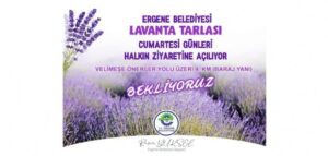 LAVANTA TARLALARI KAPILARINI AÇIYOR