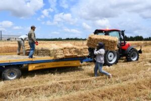 SİLİVRİ BELEDİYESİ 40 BİN BALYA SAMANI ÜCRETSİZ DAĞITIYOR