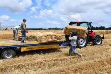 SİLİVRİ BELEDİYESİ 40 BİN BALYA SAMANI ÜCRETSİZ DAĞITIYOR