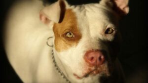 Veteriner Hekimler Odası Başkanı: Yasaklı ırkların kayıt süresi uzatılmalı