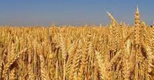 BUĞDAY 4 LİRA 176 KURUŞTAN SATILDI