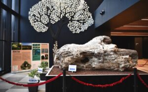 Beylikdüzü’nde 23 milyon yaşında ağaç