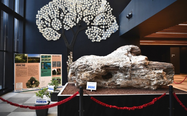 Beylikdüzü’nde 23 milyon yaşında ağaç