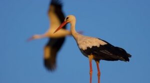 Baharın Müjdecisi Leylekler Silivri’de