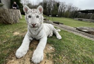 SİLİVRİ’DE BÜYÜK OPERASYON!