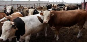 KURBANLIK FİYATLARI BELLİ OLMAYA BAŞLADI