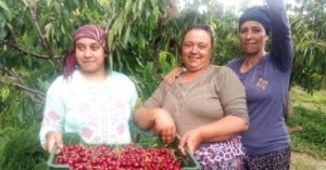 AVRUPA´YA İHRAÇ EDİLEN ENEZ ÇERİBAŞI KİRAZI’NIN HASADINA BAŞLANDI