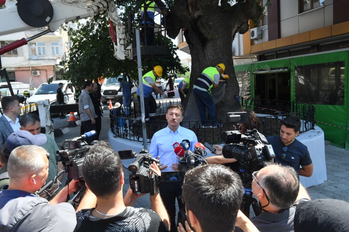 218 yaşındaki Sakız Ağacı tedavi edildi