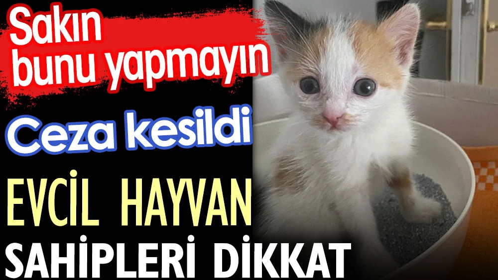 Evcil hayvan sahipleri dikkat. Sakın bunu yapmayın. Ceza kesildi
