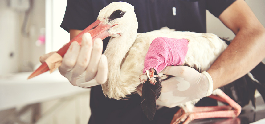 YARALI LEYLEK KORUMA ALTINA ALINDI